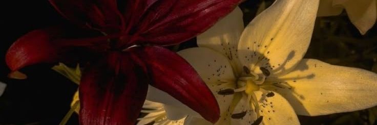 hnami_0's profile banner image