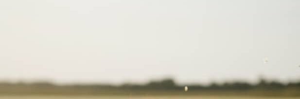 Bunny_bunbun banner