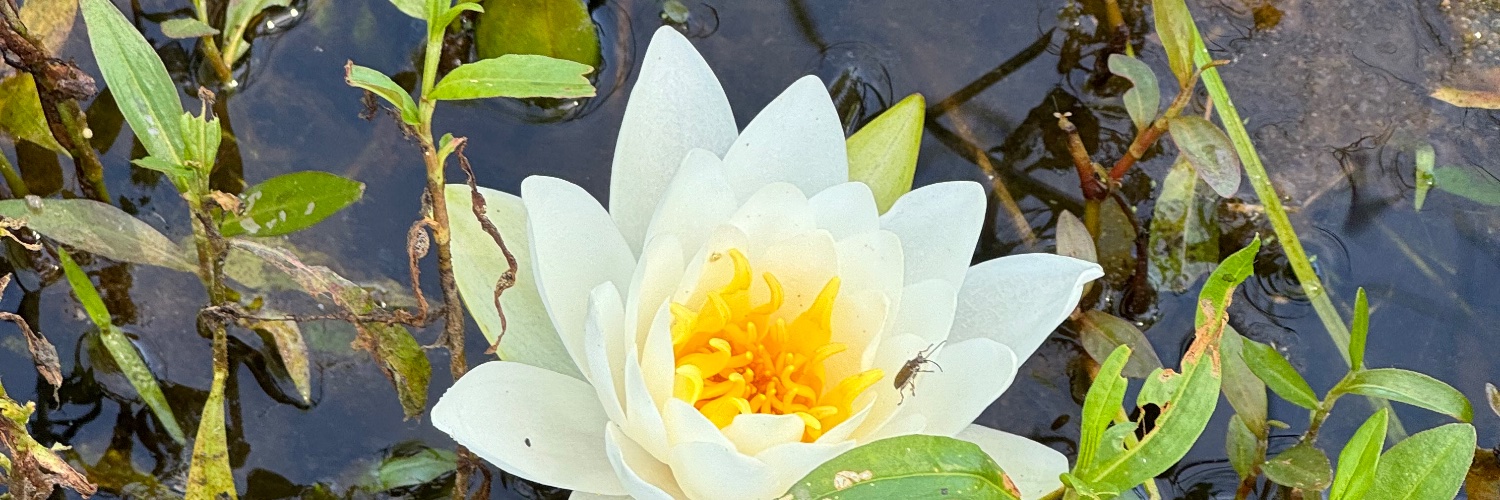 𝙱𝚎𝚌𝚔𝚢 𝙴𝚕𝚕𝚒𝚘𝚝𝚝 🚢 banner