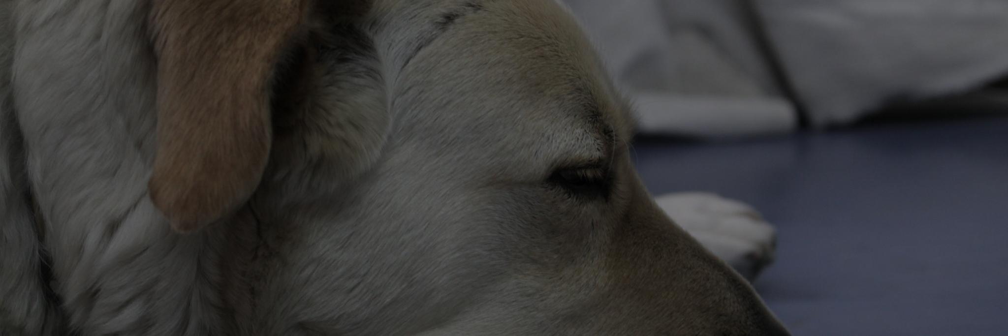 AngelTricker's profile banner image