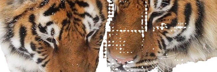 saschomp's profile banner image