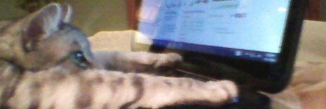 فـوف banner