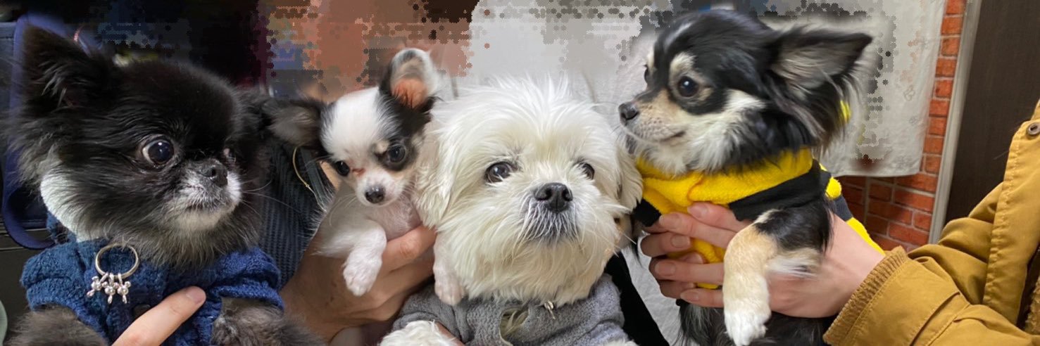 ICH1RO--51 恐竜おじさん🦖 banner