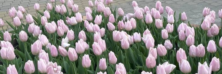 NatHere 🌷 banner