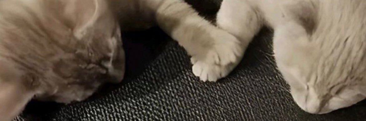 L banner
