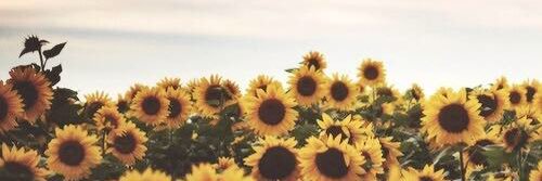 haleyhanss's profile banner image