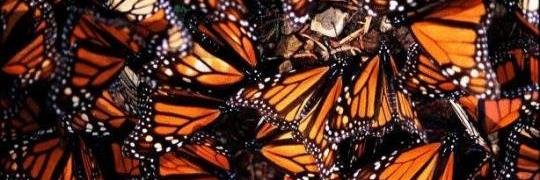 Monarchs_Rule's profile banner image