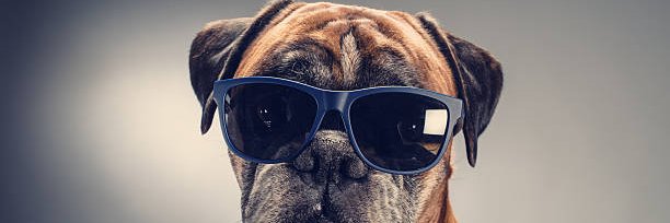MNBoxerRescue's profile banner image