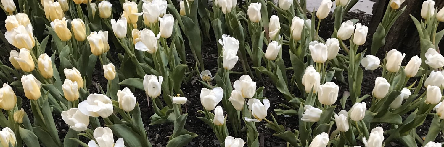 Maria S. Pesqueira banner