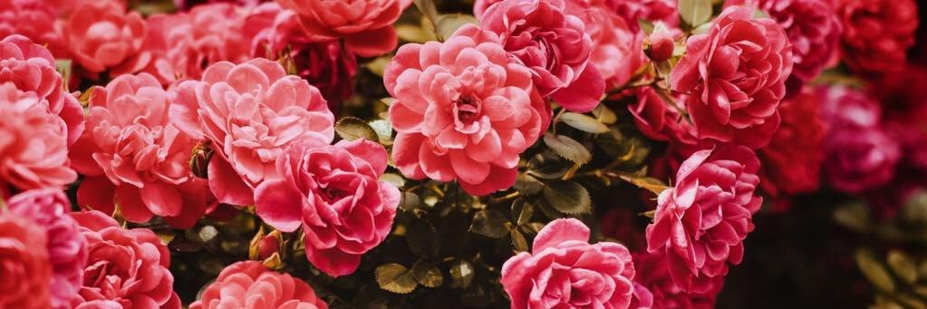 Mohammad Wisnu Putra banner