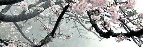 Jabie banner