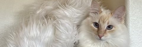 superbean05's profile banner image