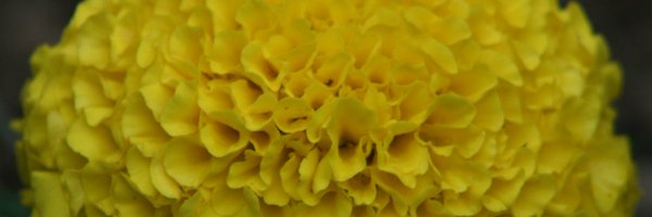 Midan23 Profile Banner