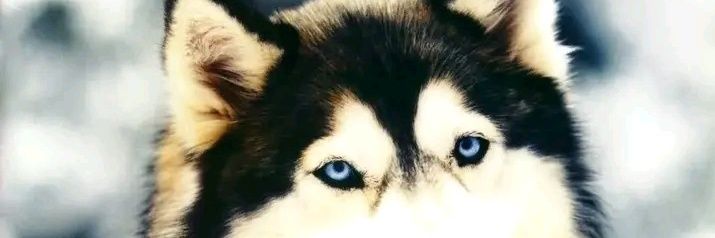 yukas_1's profile banner image