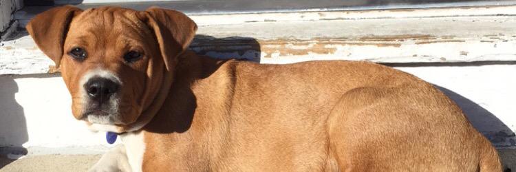 Rosin Boii💭 banner