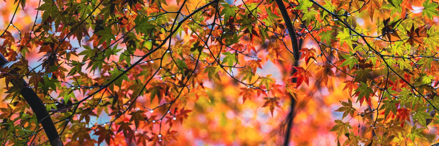 がじ📷 banner