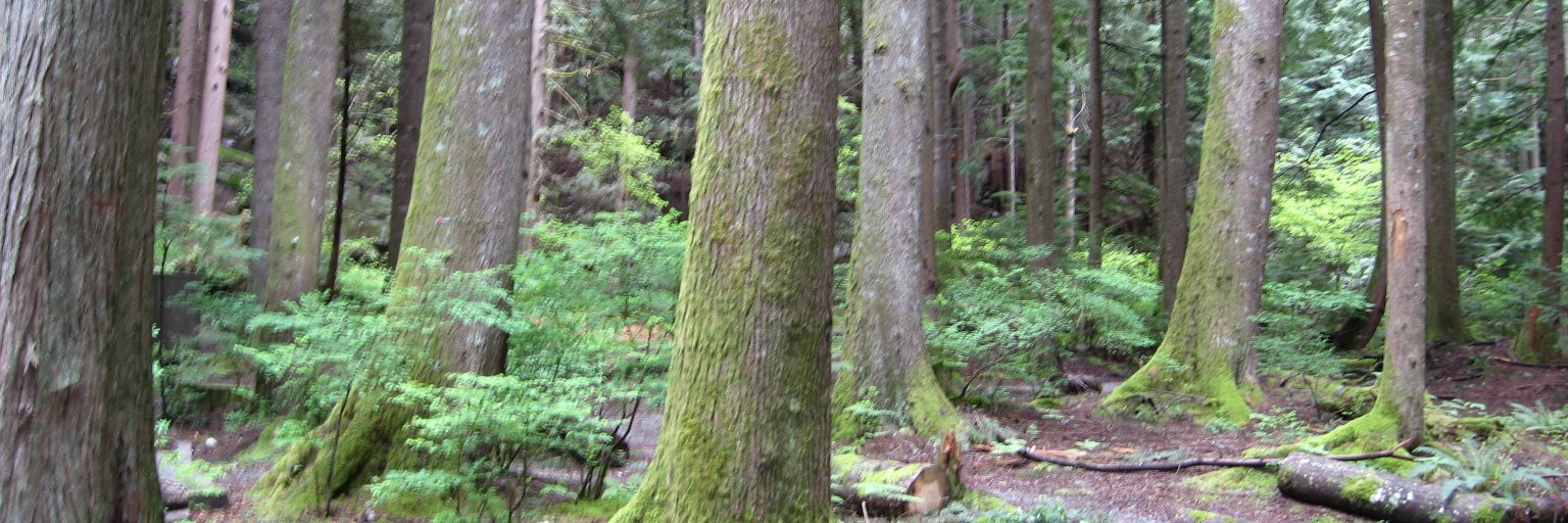 Berube Isabelle banner