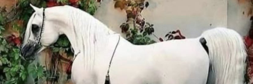 تابعي banner