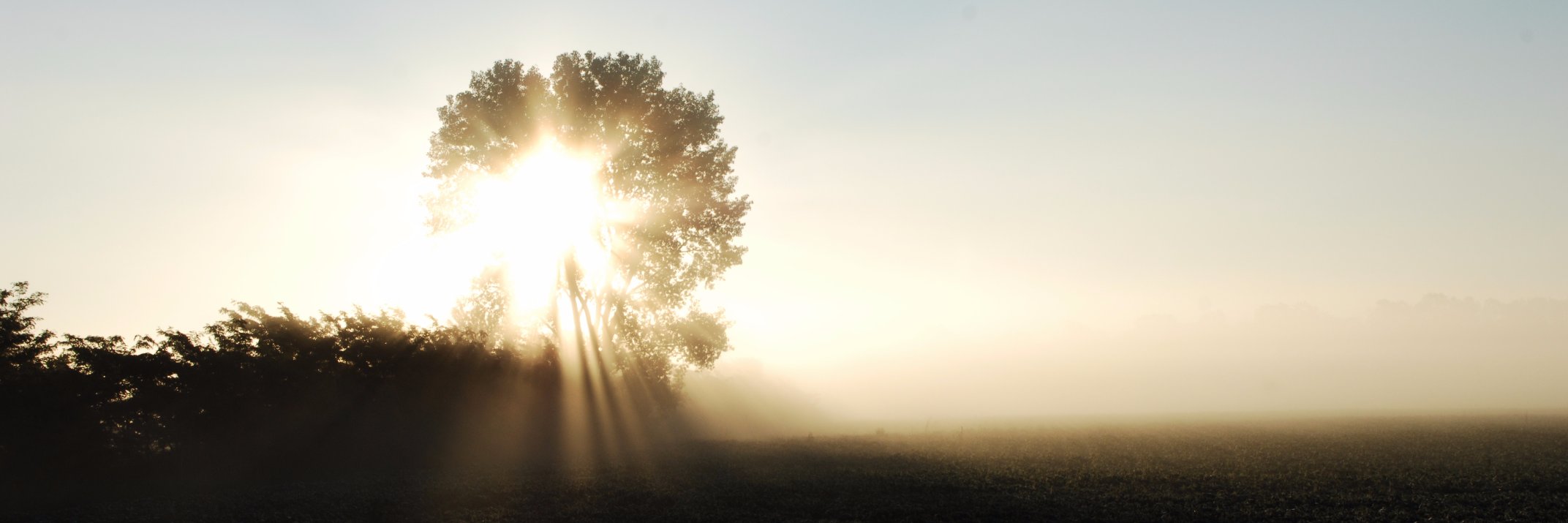 IowaBarb's profile banner image