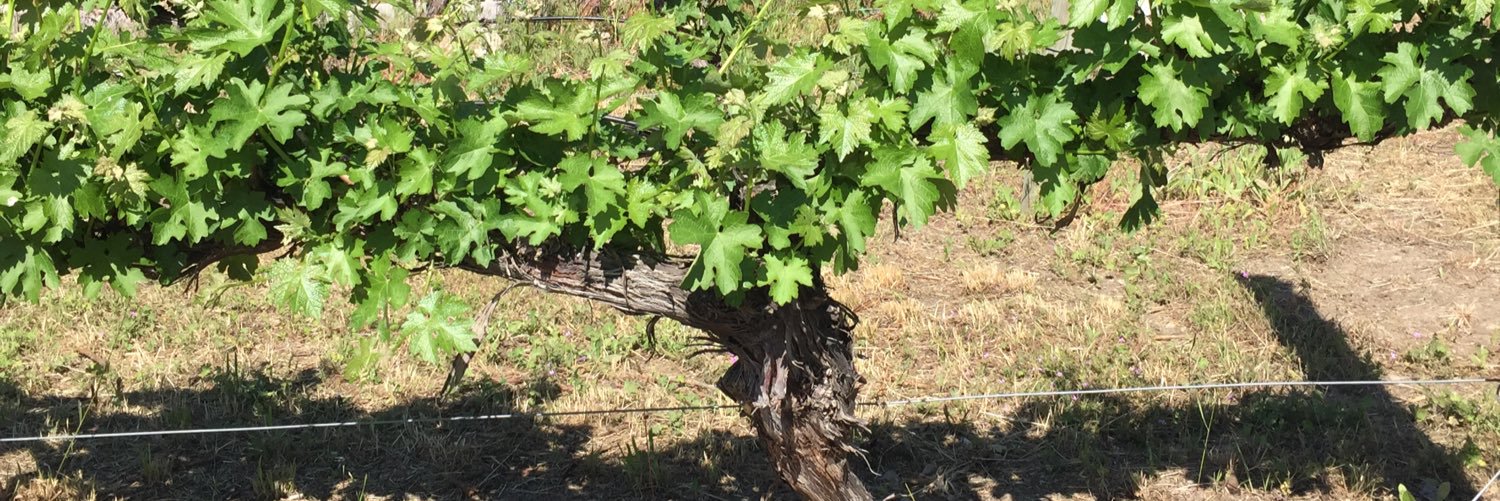 HawksVineyard's profile banner image
