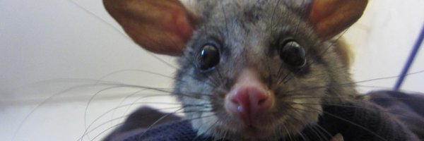 Nimar0_ Profile Banner