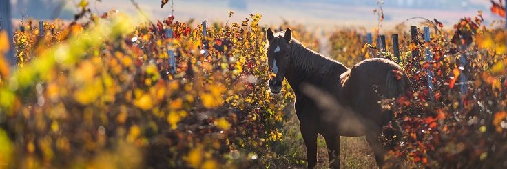 Viña Caliterra banner