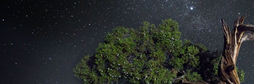 oracling in the fucking apocalypse's banner