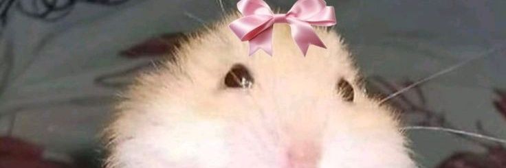 연어회 banner