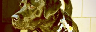 theblacklab's profile banner image