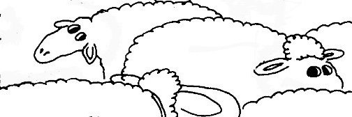 SheepTok banner