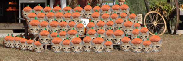 walkupkitties Profile Banner