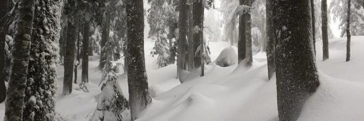 ReblHomestead's profile banner image