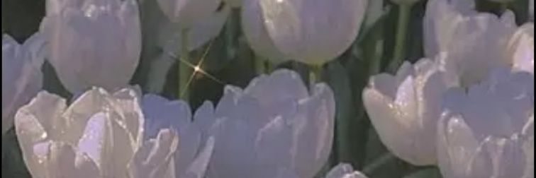 ゆ banner