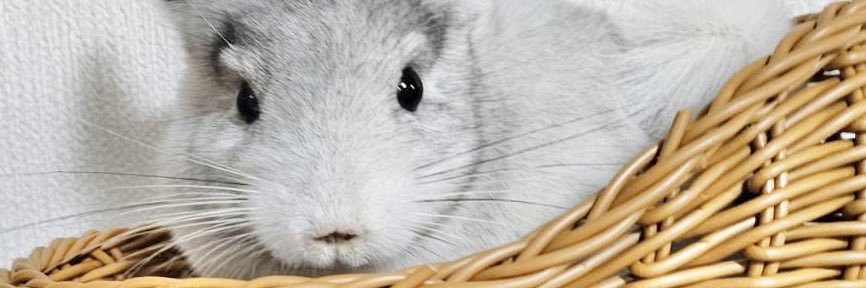 ⌘ぴちまる⌘のチラぬし banner