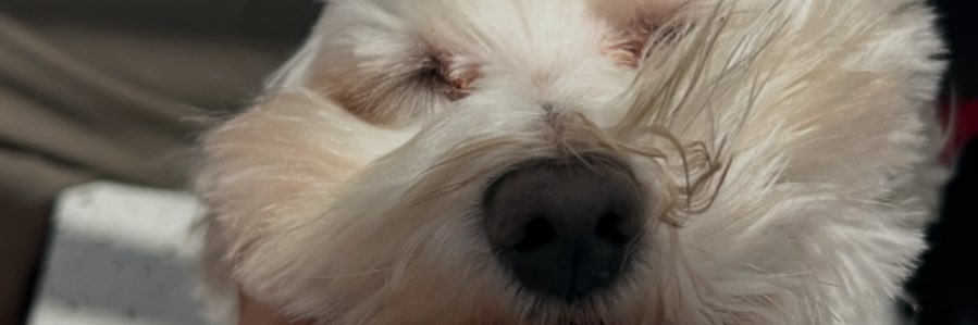 FatimaEcca's profile banner image