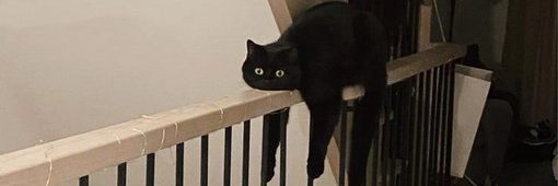 око_лица banner