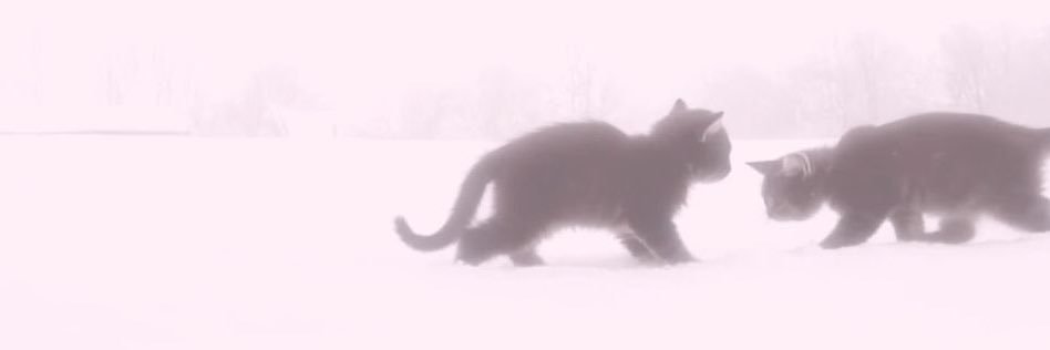 kittipause's profile banner image