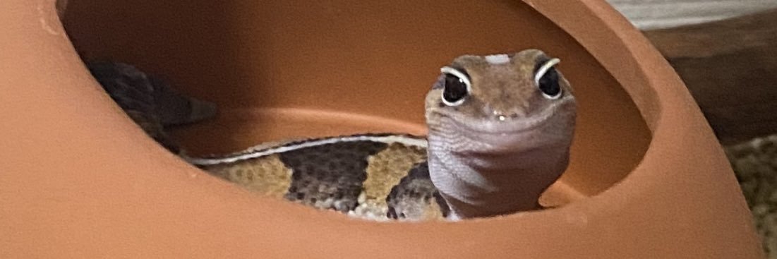 tarochobi's profile banner image