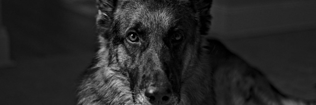 MooseCooper's profile banner image
