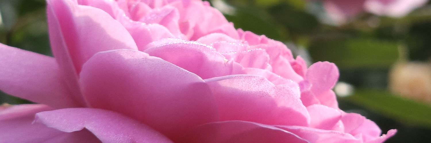 memesan40's profile banner image