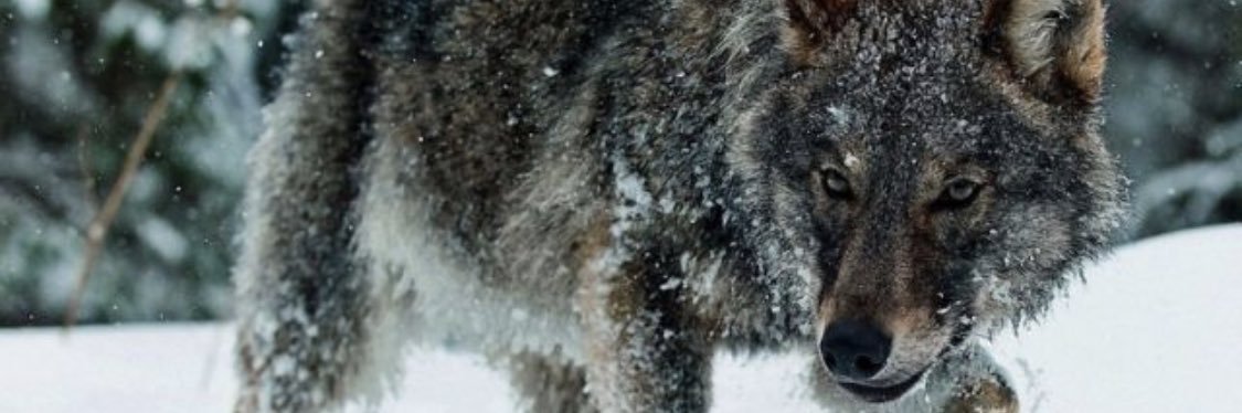 wolfeyetrader77's profile banner image
