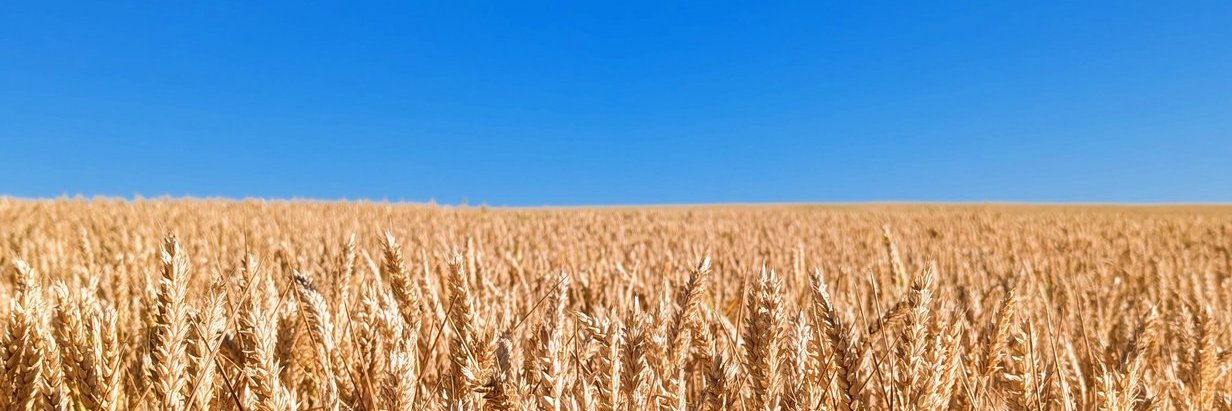 lyonis К 🇺🇦🇪🇺🇫🇷 banner