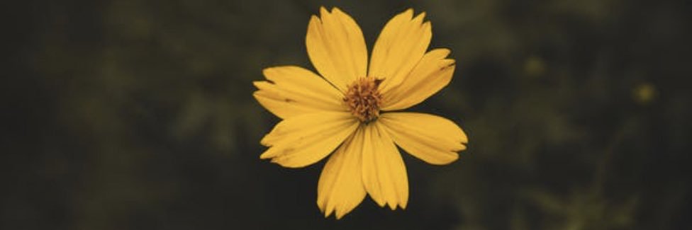 Gαëłłe Lαħens🌞 banner