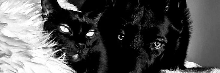 frerard daily's banner