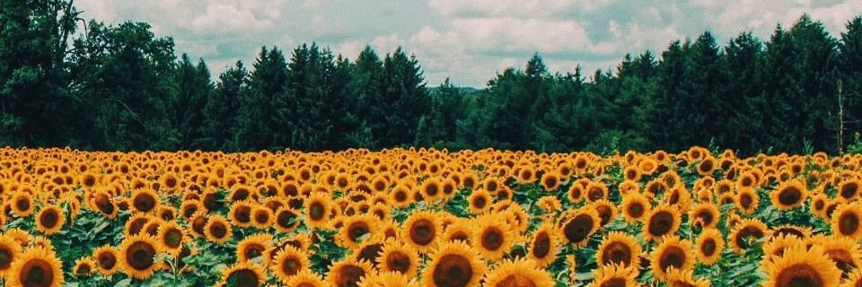 mdaniep's profile banner image
