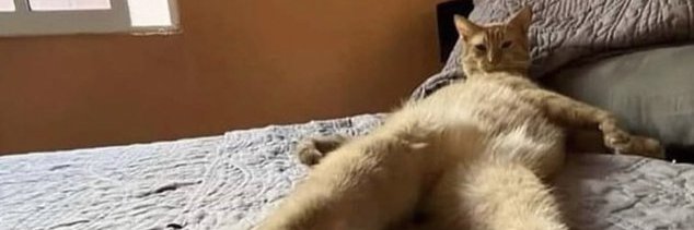 ; banner