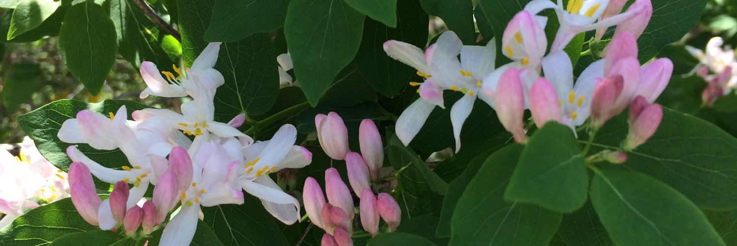 Lisa Goudy banner