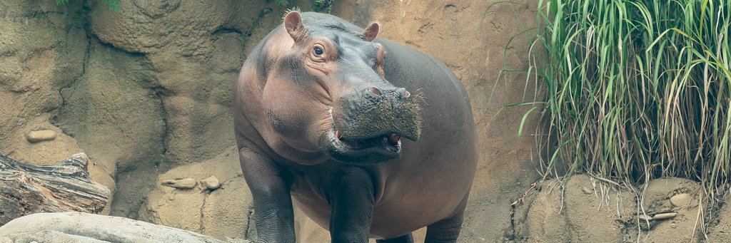 Cincinnati Zoo's banner