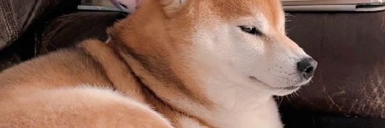 陽(ハル)@REAL AKIBA JUNIORZ banner