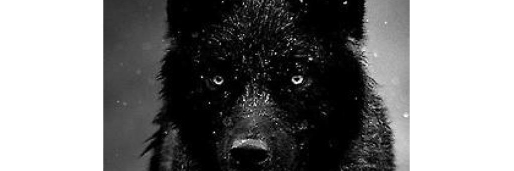 danielcaraveo's profile banner image